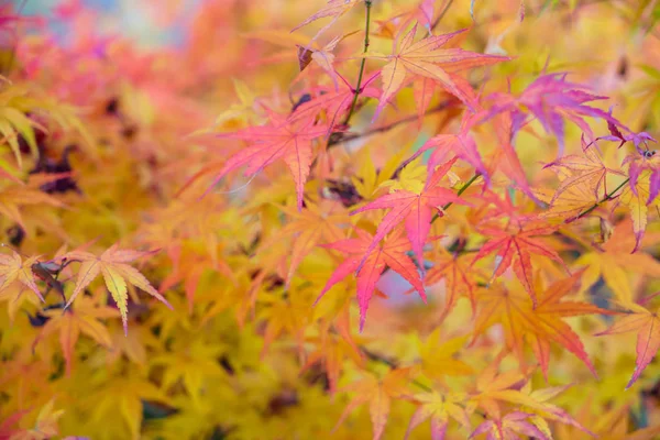 Piękne kolorowe jesienne liście — Zdjęcie stockowe