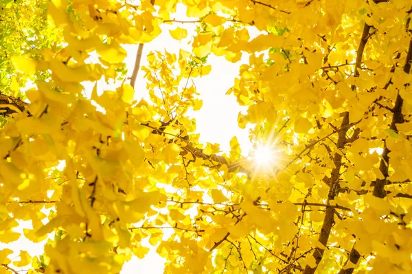 Belas folhas de outono coloridas — Fotografia de Stock