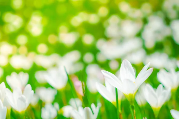 Mooie witte bos bloemen op groen gras achtergrond . — Stockfoto
