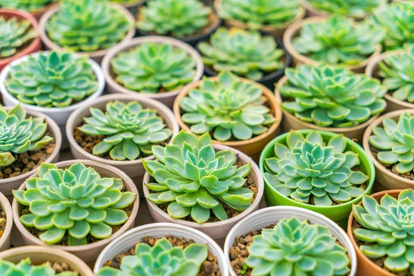 Hermoso pequeño campo de cactus  . —  Fotos de Stock