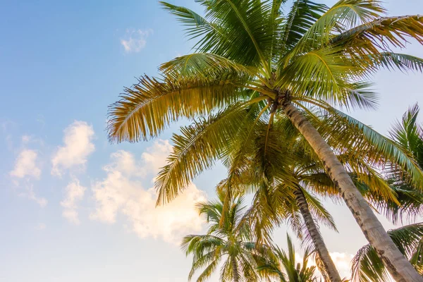 Kokosnussbaum über blauem Himmel . — Stockfoto