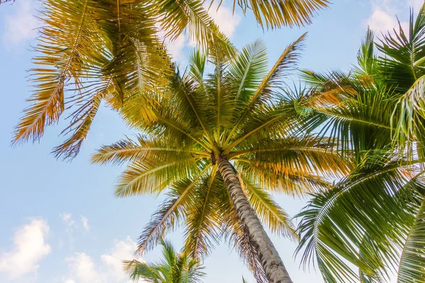 푸른 하늘에 코코넛 나무 . — 스톡 사진