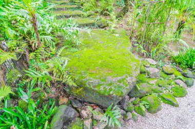 Yeşil orman şekilde  .