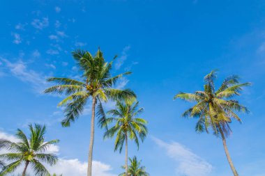 Hindistan cevizi ağacı üzerinde mavi gökyüzü .