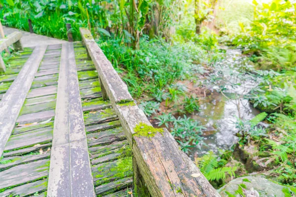 Jembatan kayu di hutan hijau tropis ditutupi dengan lumut  . — Stok Foto