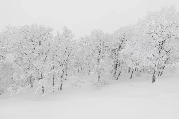 Árvore coberta de neve no dia da tempestade de inverno nas montanhas da floresta — Fotografia de Stock