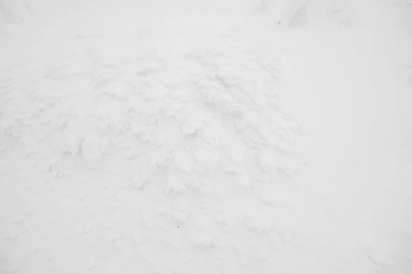 雪のモンスター エリア山蔵王、日本 . — ストック写真