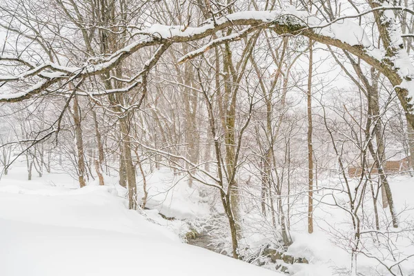 Pokryte śniegiem na dzień sztorm zimą w góry Las Drzewo — Zdjęcie stockowe