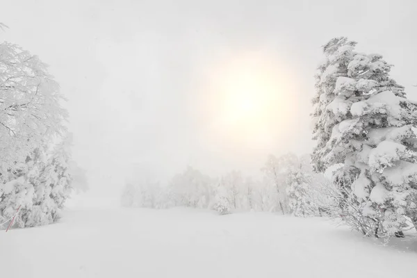 Árvore coberta de neve no dia da tempestade de inverno nas montanhas da floresta — Fotografia de Stock