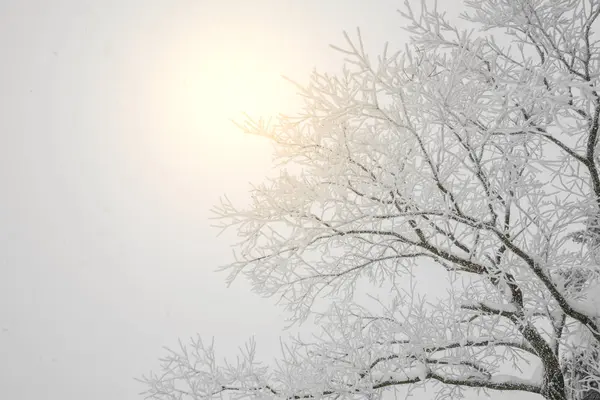 Baum am Wintersturmtag in Waldbergen mit Schnee bedeckt — Stockfoto