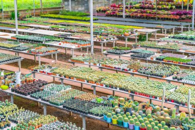 Güzel küçük kaktüs alan .