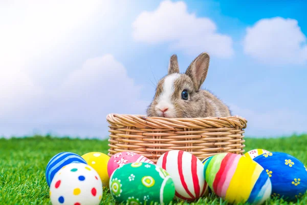 Oeufs de lapin et de Pâques dans l'herbe verte avec ciel bleu — Photo