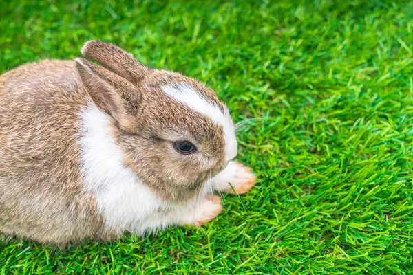 Rabbit on green grass for easter holiday — Stock Photo, Image