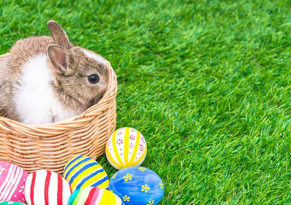 Kanin och påsk ägg i grönt gräs — Stockfoto