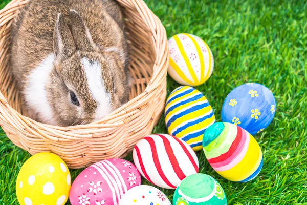 Rabbit and easter eggs in green grass — Stock Photo, Image