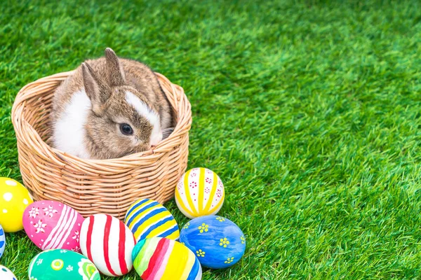 Яйца кролика и пасхальные яйца в зеленой траве — стоковое фото