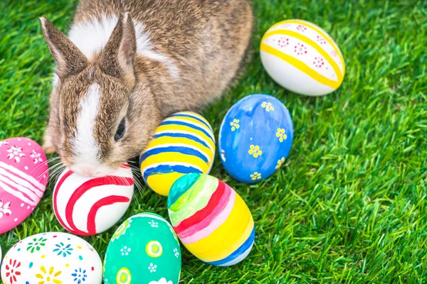 Kaninchen und Ostereier im grünen Gras — Stockfoto