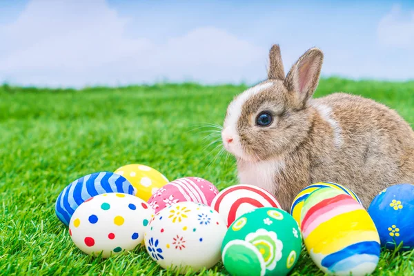 Nyúl és húsvéti tojás zöld fűben, kék égbolttal — Stock Fotó