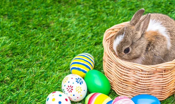 Rabbit and easter eggs in green grass — Stock Photo, Image