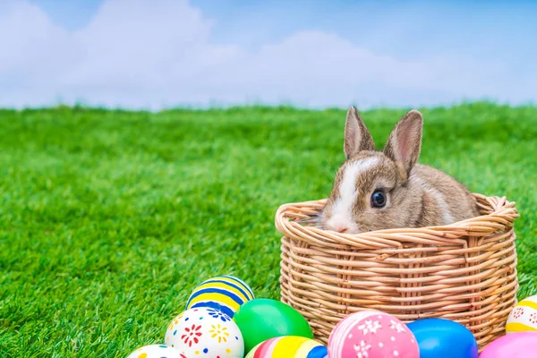 Rabbit and easter eggs in green grass with blue sky — Stock Photo, Image
