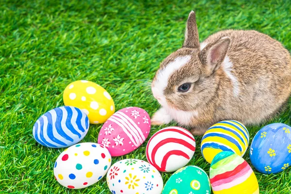 Kaninchen und Ostereier im grünen Gras — Stockfoto