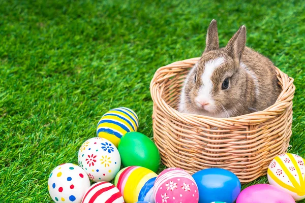 Œufs de lapin et de Pâques dans l'herbe verte — Photo