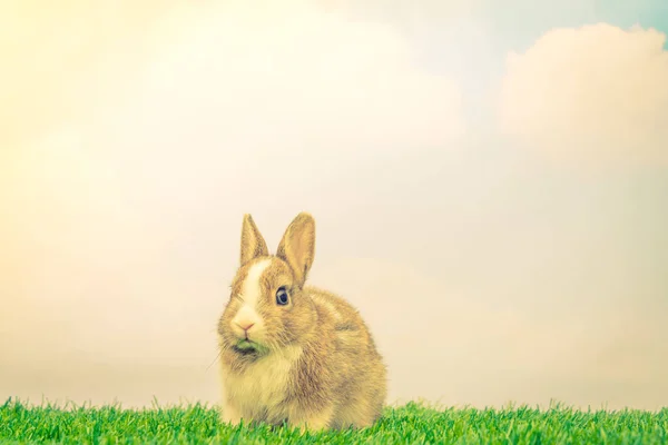 Królik na zielonej trawie na Wielkanoc (filtrowane obraz proce — Zdjęcie stockowe