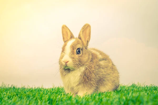 Rabbit on green grass for easter holiday ( Filtered image proces — Stock Photo, Image