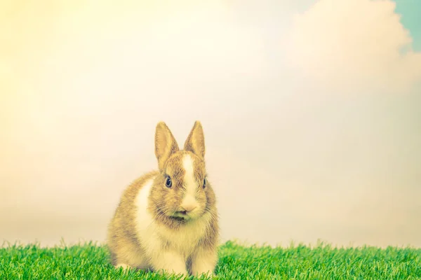 부활절 휴일 (필터링 된 이미지 프로세스에 대 한 녹색 잔디에 토끼 — 스톡 사진