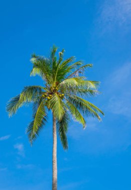 Hindistan cevizi ağacı üzerinde mavi gökyüzü .