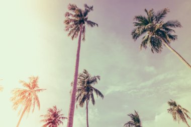 Hindistan cevizi ağacı üzerinde mavi gökyüzü. (Filtre uygulanmış görüntü işlenen vintage