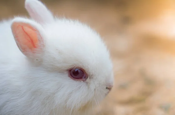 Conejo para vacaciones de Pascua (Imagen filtrada procesada eff vintage — Foto de Stock