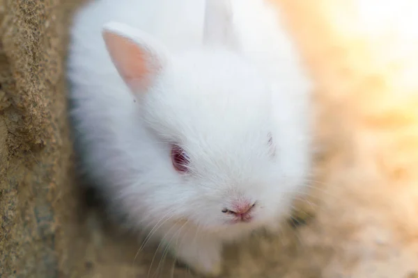 Rabbit for easter holiday ( Filtered image processed vintage eff — Stock Photo, Image