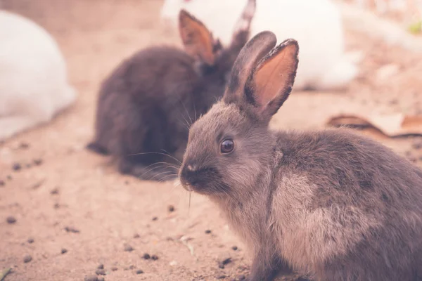 Кролик к празднику Пасхи (отфильтрованное изображение обработано винтажным Off — стоковое фото