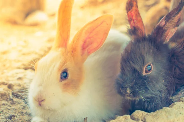 イースター休暇 (フィルター画像処理ヴィンテージ eff のウサギ — ストック写真