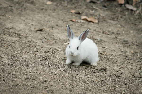 Conejo para vacaciones de Pascua (Imagen filtrada procesada eff vintage —  Fotos de Stock