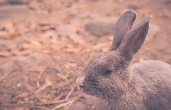 Rabbit for easter holiday ( Filtered image processed vintage eff — Stock Photo, Image