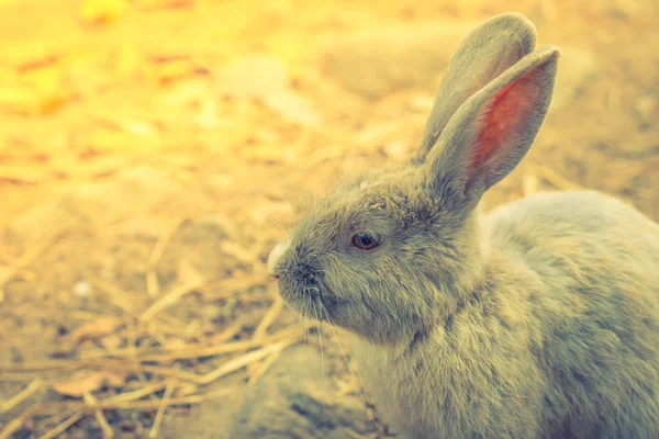 Conejo para vacaciones de Pascua (Imagen filtrada procesada eff vintage — Foto de Stock