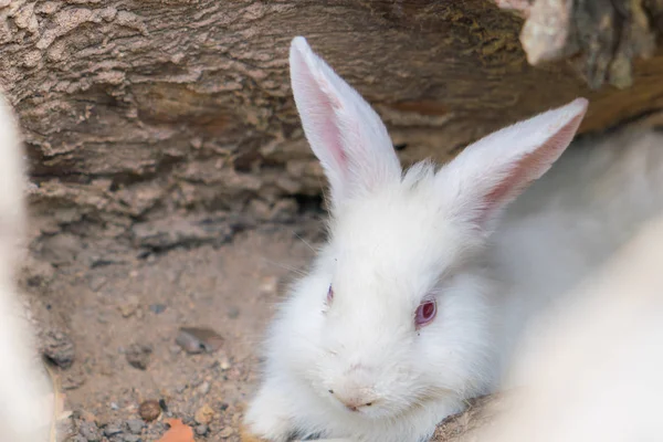 Rabbit for easter holiday ( Filtered image processed vintage eff — Stock Photo, Image