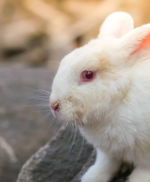 Rabbit for easter holiday ( Filtered image processed vintage eff — Stock Photo, Image