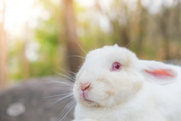 Кролик к празднику Пасхи (отфильтрованное изображение обработано винтажным Off — стоковое фото