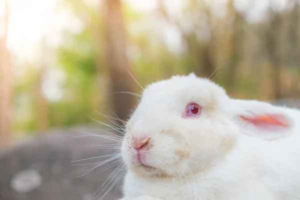 Rabbit for easter holiday ( Filtered image processed vintage eff — Stock Photo, Image