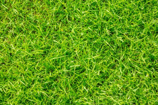 Крупный план свежей весенней зеленой травы . — стоковое фото