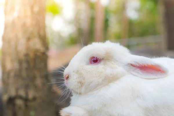 复活节假期 （筛选图像处理老式 eff 的兔子 — 图库照片#
