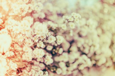 Sevgililer ve düğün sahne güzel çiçekler. (Filtre