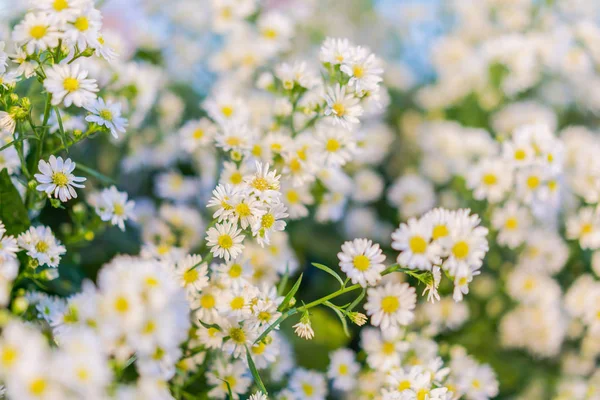 Hermosas flores para San Valentín y escena de boda. (Filtrado —  Fotos de Stock