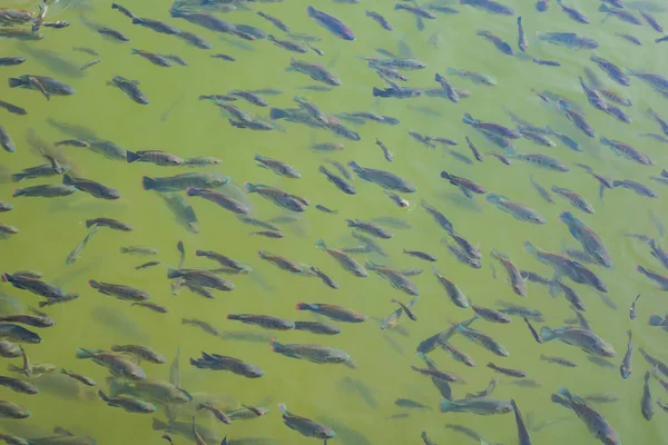 Coloridos peces nadando en el agua  . — Foto de Stock