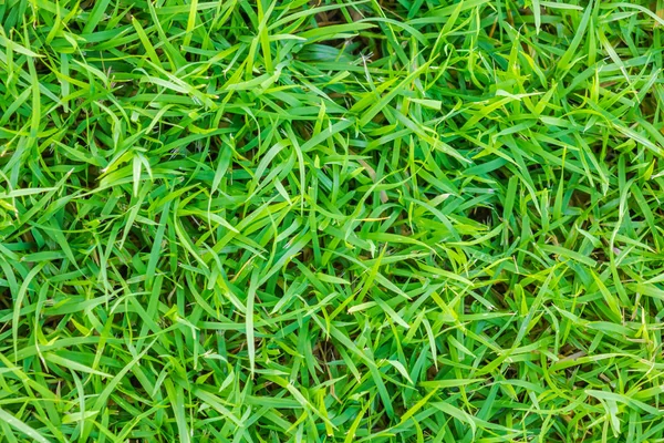 Imagem de close-up de grama verde fresca primavera . — Fotografia de Stock