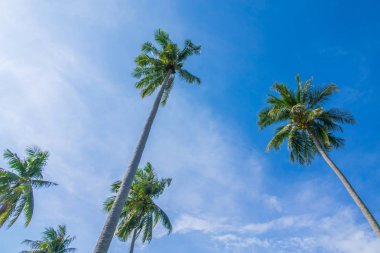 Hindistan cevizi ağacı üzerinde mavi gökyüzü