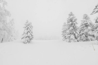 Ağaç orman dağlarında kış fırtına gün karla kaplı